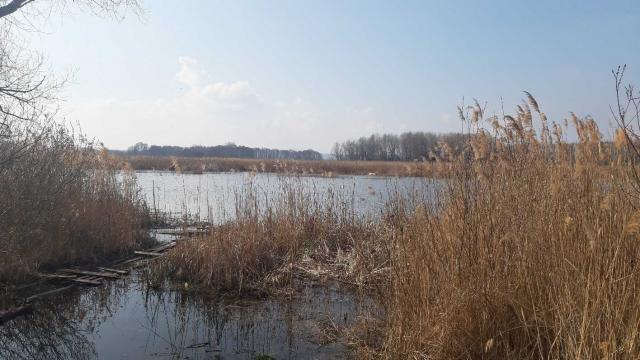 продаж ділянка сільськогосподарського призначення Бориспільський, Вороньків, 291200 грн.