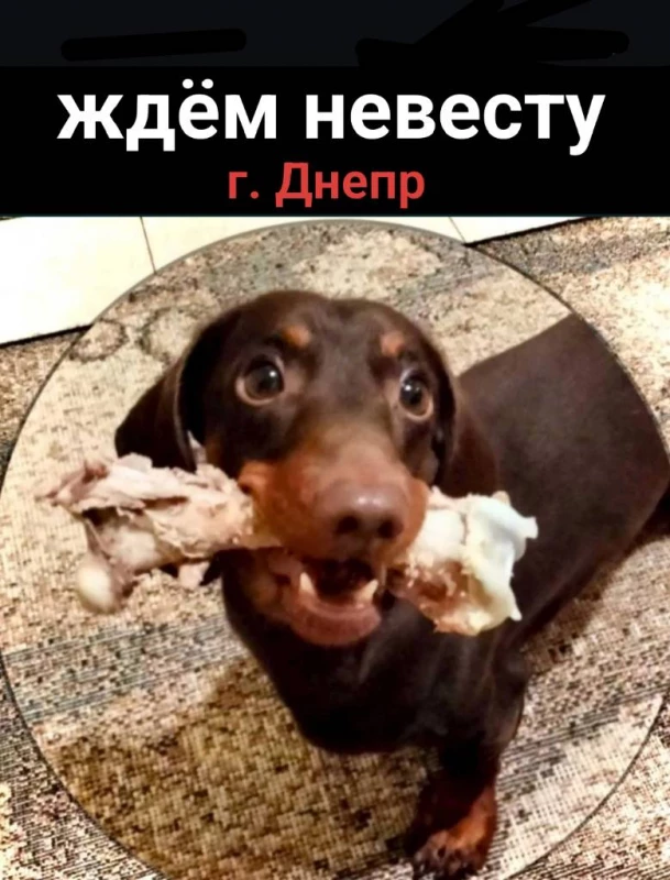 Такса Вязка ищем невесту