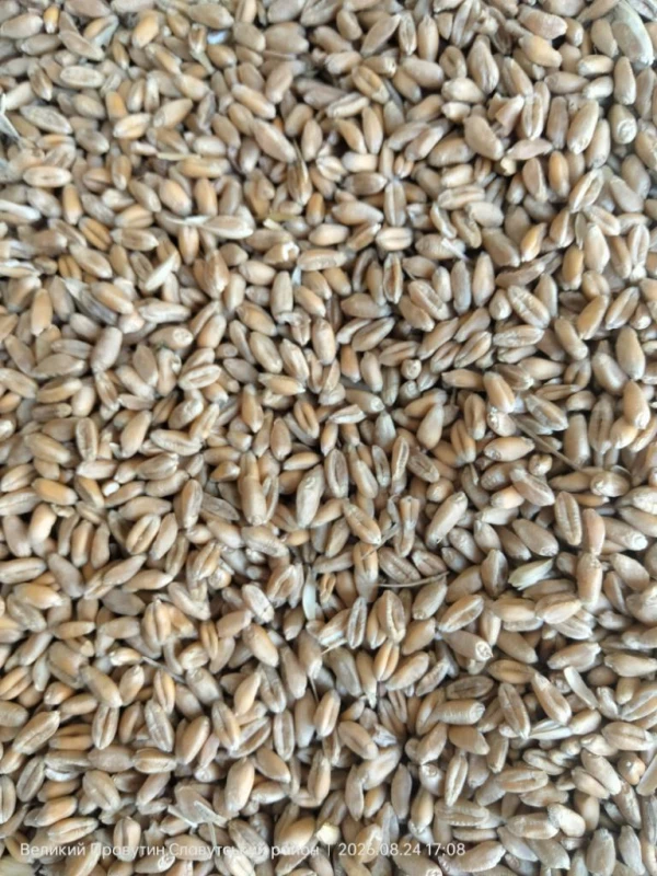 Продам пшеницю з власного господарства