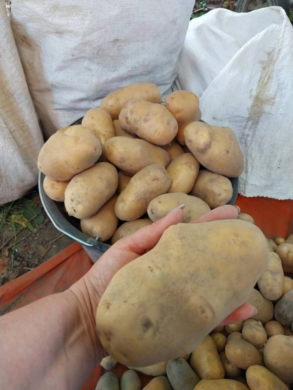 Картопля велика,  продам, Вороновица — 2/2