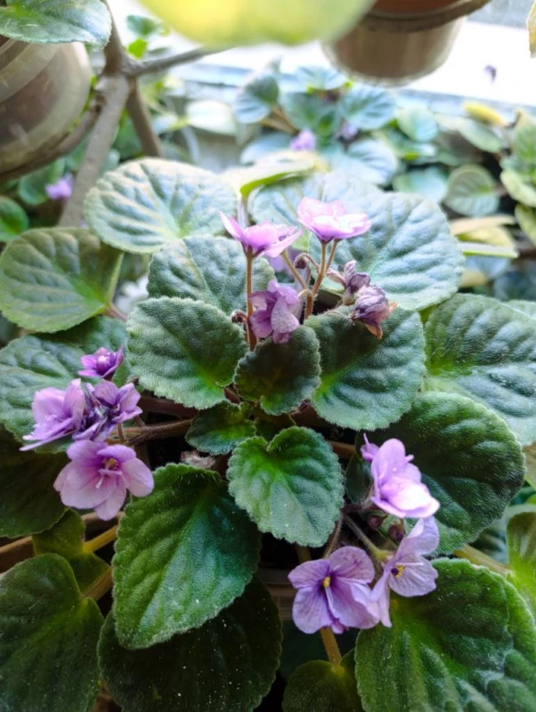 Продаж фіалки великі кущики, Днепр — 4/5