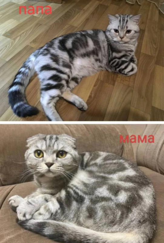 Мраморные шотландские котята, Кременчук — 6/6
